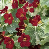  Queen Dark Red - 10 .