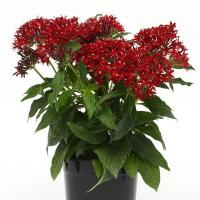  Lucky Star Dark Red - 5 .
