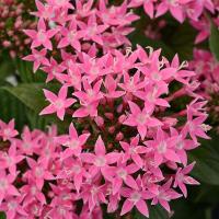  Lucky Star Deep Pink - 5 .