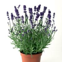   Scent Blue Early - 5 .