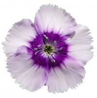   Diana Lavender Picotee- 5 .