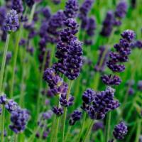   Lavance Deep Purple. ! - 5 .