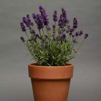   Lavance Deep Purple. ! - 5 .