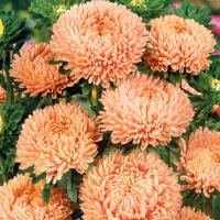 ����� ��������� Lady Coral Orange Apricot - 10 ��.
