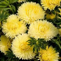 ����� ��������� Lady Coral Golden - 10 ��.