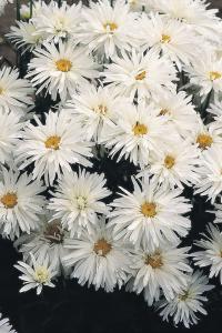  Crazy Daisy - 10 .