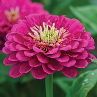   Lilliput Purple - 10 .