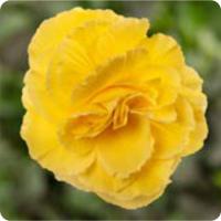 ������� ��������� Limitless F1 yellow - 5 �����