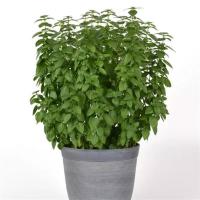  Everleaf Lemon. ! - 10 .