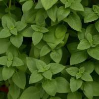  Everleaf Lemon. ! - 10 .