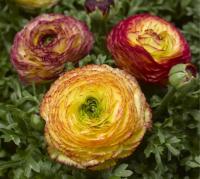  Mache F1 Lemon Rose Bicolor - 5 .