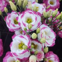   Excalibur 3 Hot Lips - 5 .