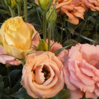   Rosita 2 Apricot - 5 .