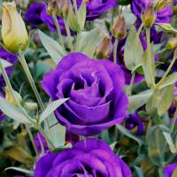 Эустома крупноцветковая Rosita 2 Purple - 5 шт.