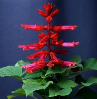   Magic Scarlet - 10 .