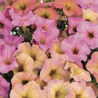   MY JOY Sunset Shades. ! - 5 