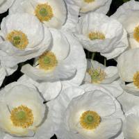   Bridal Silk - 20 .