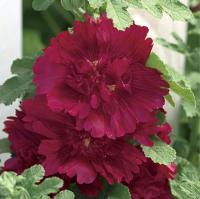  Spring Celebrities Crimson - 5 .