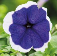   Mambo GP F1 Blue picotee. ! - 10 .
