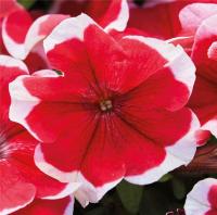   Mambo GP F1 Red picotee. ! - 10 .