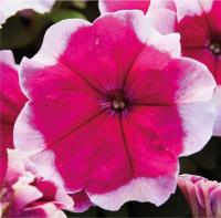   Mambo GP F1 Rose picotee. ! - 10 .