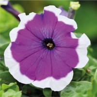   Mambo GP F1 Violet picotee. ! - 10 .