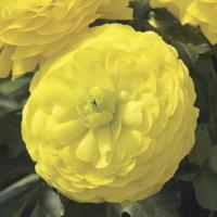  Mache F1 Yellow - 5 .