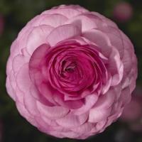  Mache F1 Pink - 5 .