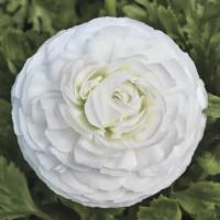  Mache F1 White - 5 .