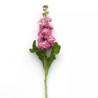    Mathilda Antique Rose - 10 .