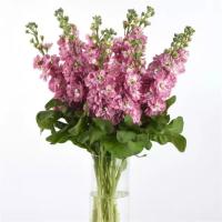    Mathilda Antique Rose - 10 .