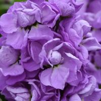    Mathilda Lavender - 10 .