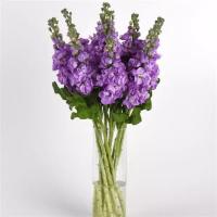    Mathilda Lavender - 10 .