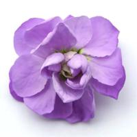    Mathilda Lavender - 10 .