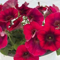   Amore Mio F1 Burgundy Shades. ! - 5 .