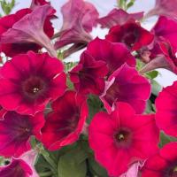   Amore Mio F1 Burgundy Shades. ! - 5 .