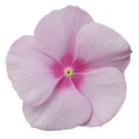  F1 Mega Bloom Icy Pink - 5 .
