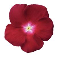  F1 Mega Bloom Burgundy with eye - 5 .