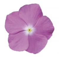  F1 Mega Bloom Lavender - 5 .
