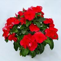  F1 Mega Bloom Dark Red - 5 .
