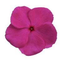  F1 Mega Bloom Grape - 5 .