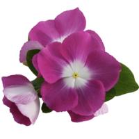 F1 Mega Bloom Orchid Halo - 5 .