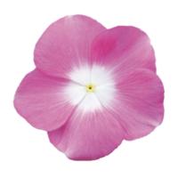  F1 Mega Bloom Pink Halo - 5 .