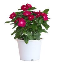  F1 Mega Bloom Raspberry - 5 .