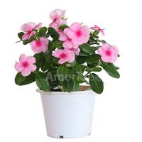  F1 Mega Bloom Strawberry - 5 .