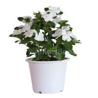  F1 Mega Bloom White - 5 .