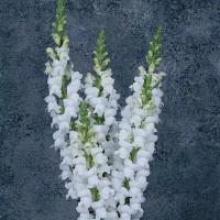     Maryland White - 10 