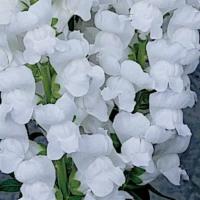     Maryland White - 10 