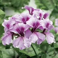   Tornado F1 Lilac - 3 .