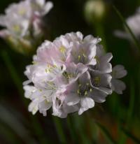   Armada Pink - 10 .